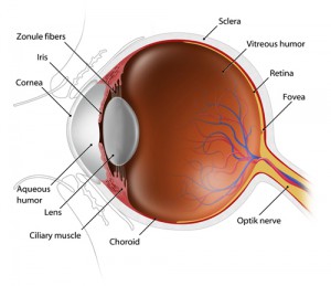 partes del ojo en cirugia ocular