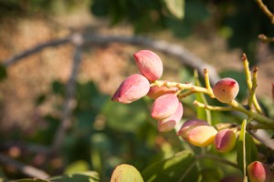 planta de pistachos maduros