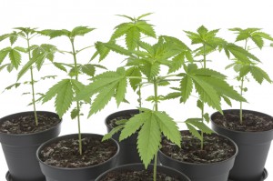 plantas de marihuana