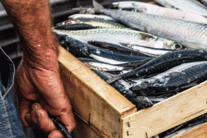 transportando pescado para Boreas