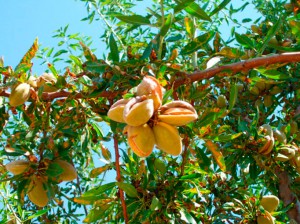 fruto de la planta de almendro variedad guara