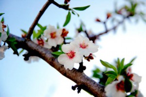 planta de almendro en flor