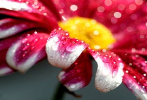 lentillas online y gotas humectantes porque los ojos son delicados como las flores