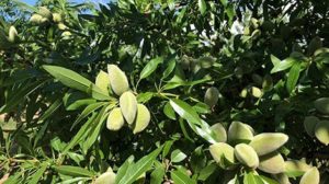 almendro verde variedad Vairo