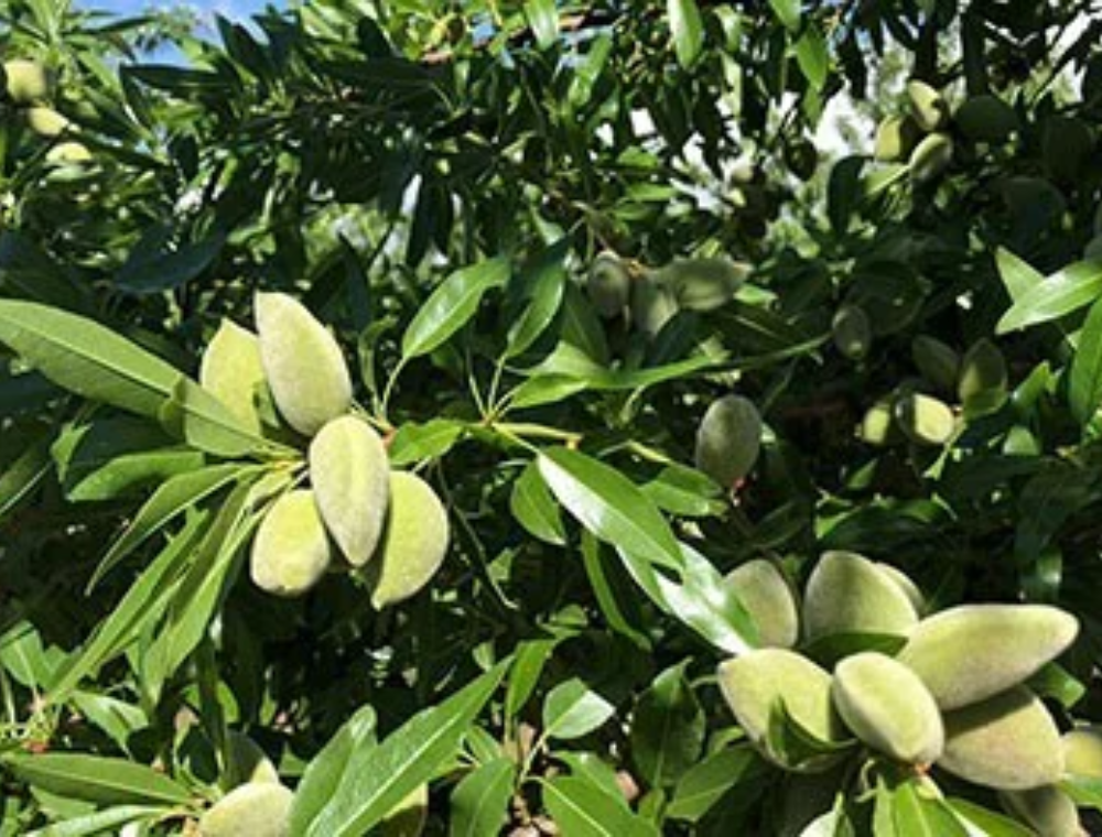 almendro verde variedad Vairo