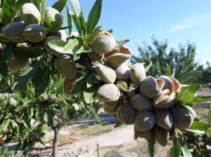 Variedades de almendros en viveros